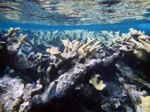 Elkhorn Corals: Cambridge Cay south end